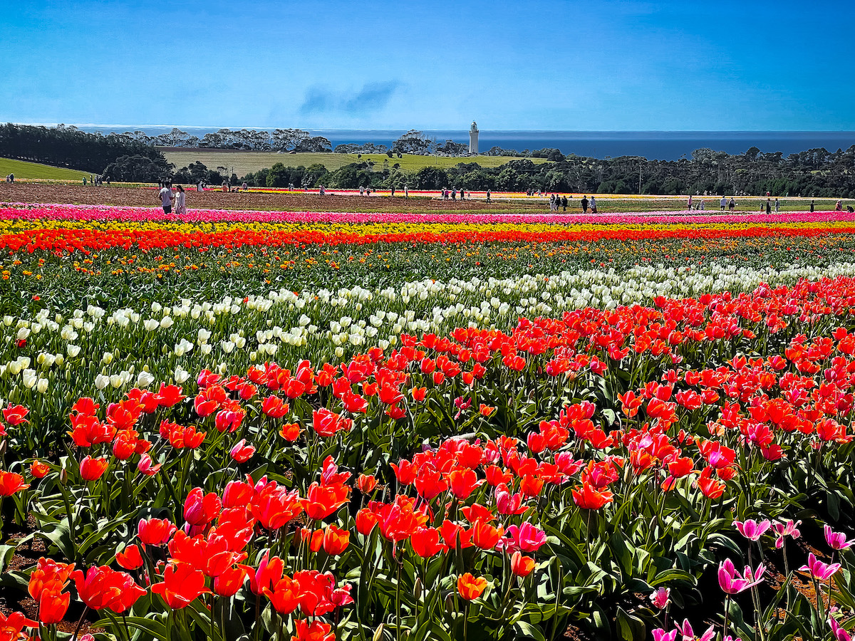 when is a good time to visit Tasmania - feature