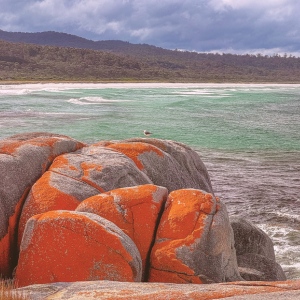 Tours to Bay of Fires Tours to Bay of Fires