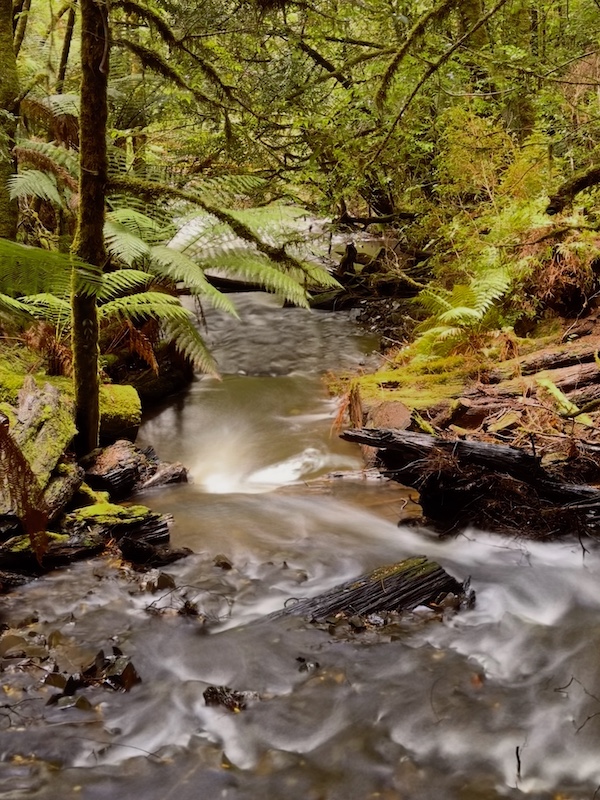 Top 10 Best Tasmania Short Walks (that beat the official list) 4 Best Tasmania short walks
