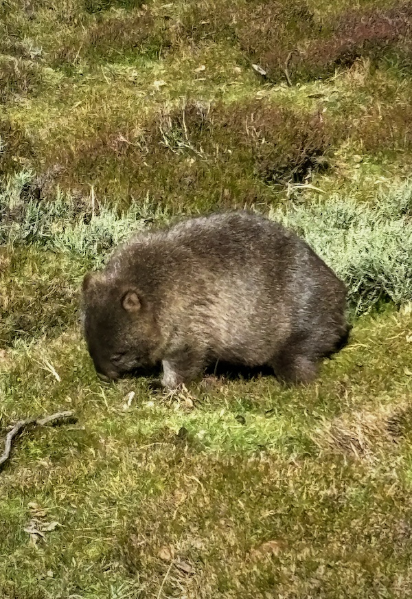 Top 10 Best Tasmania Short Walks (that beat the official list) 2 Best short walks in Tasmania