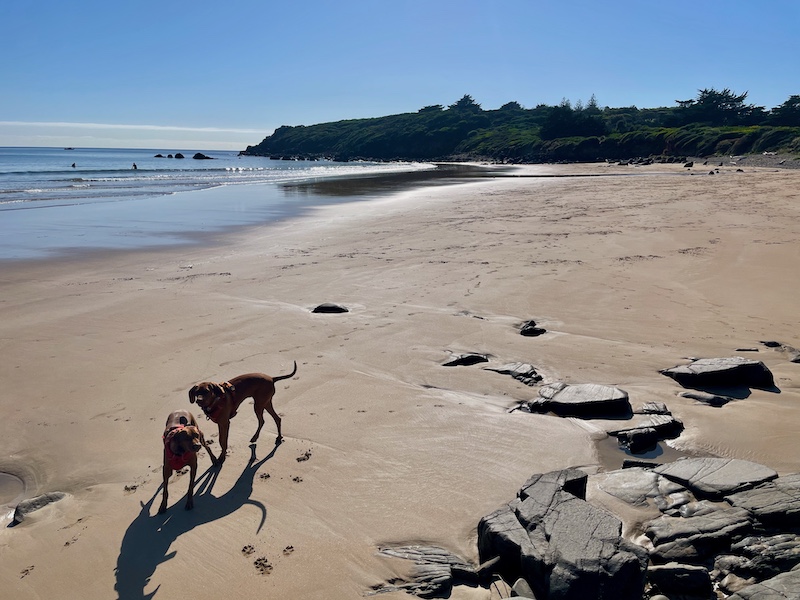 12 Best Beaches in Tasmania: The Insider's Guide 10 Coles Beach Devonport 1