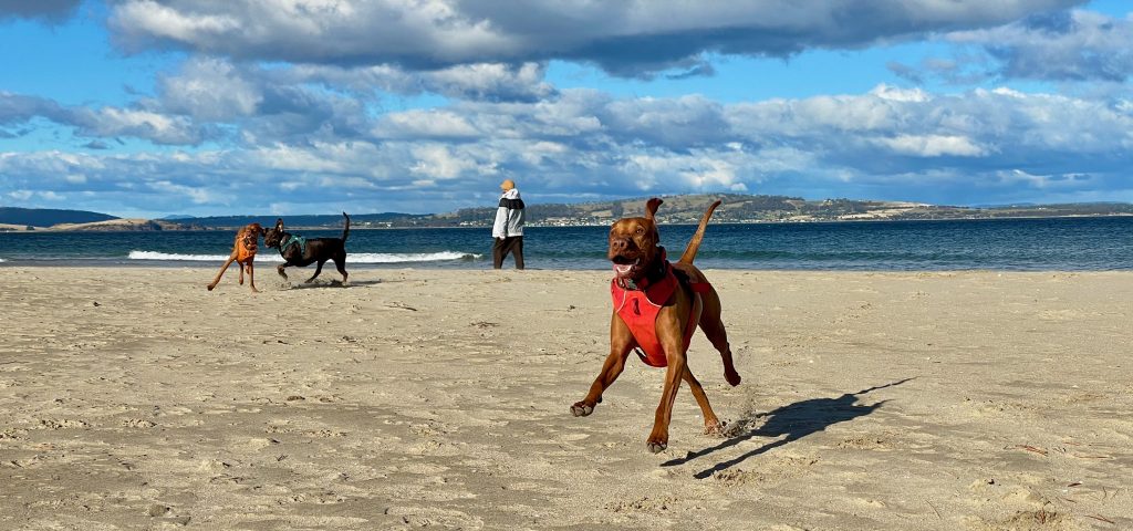 12 Best Beaches in Tasmania: The Insider's Guide 7 Beaches in Tasmania near Hobart