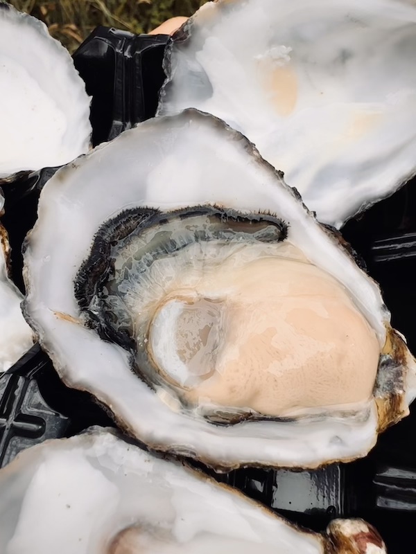 8 Small Group Tours from Hobart You’ll Wish You Booked Sooner 5 Seafood tour from Hobart