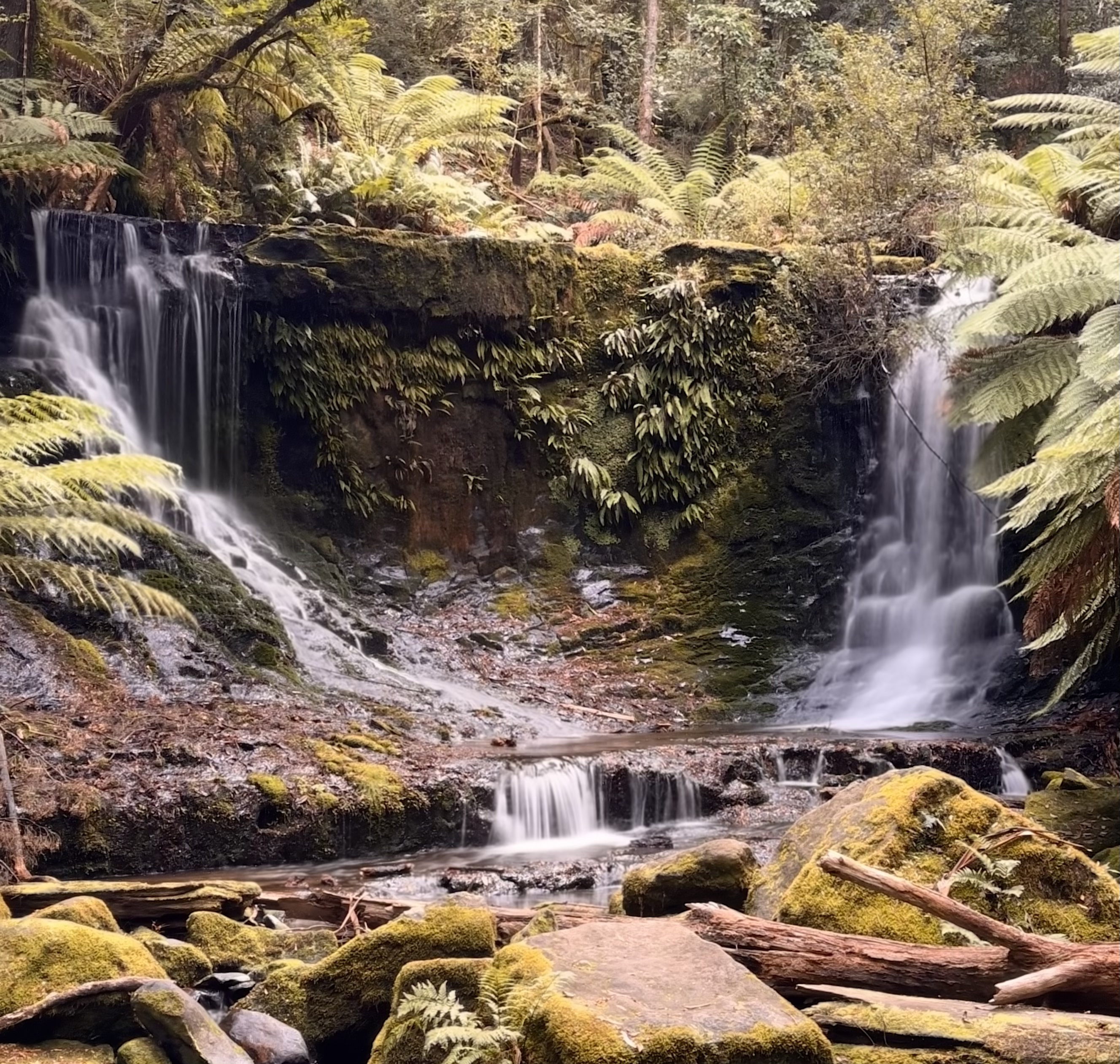 8 Small Group Tours from Hobart You’ll Wish You Booked Sooner 3 Mt Field Tours from Hobart