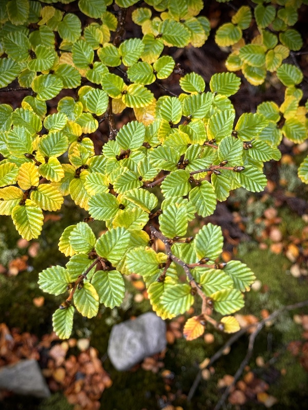The Fagus Tree Tasmania