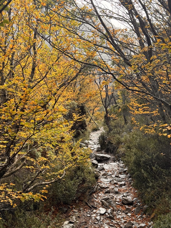 Turning of the Fagus Cradle
