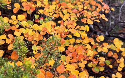 Tasmania Travel Guide – Trails, Tips & Insider Advice | Tasmania Trails 3 Turning of the fagus: Experience the beauty of Autumn in Tasmania 2026