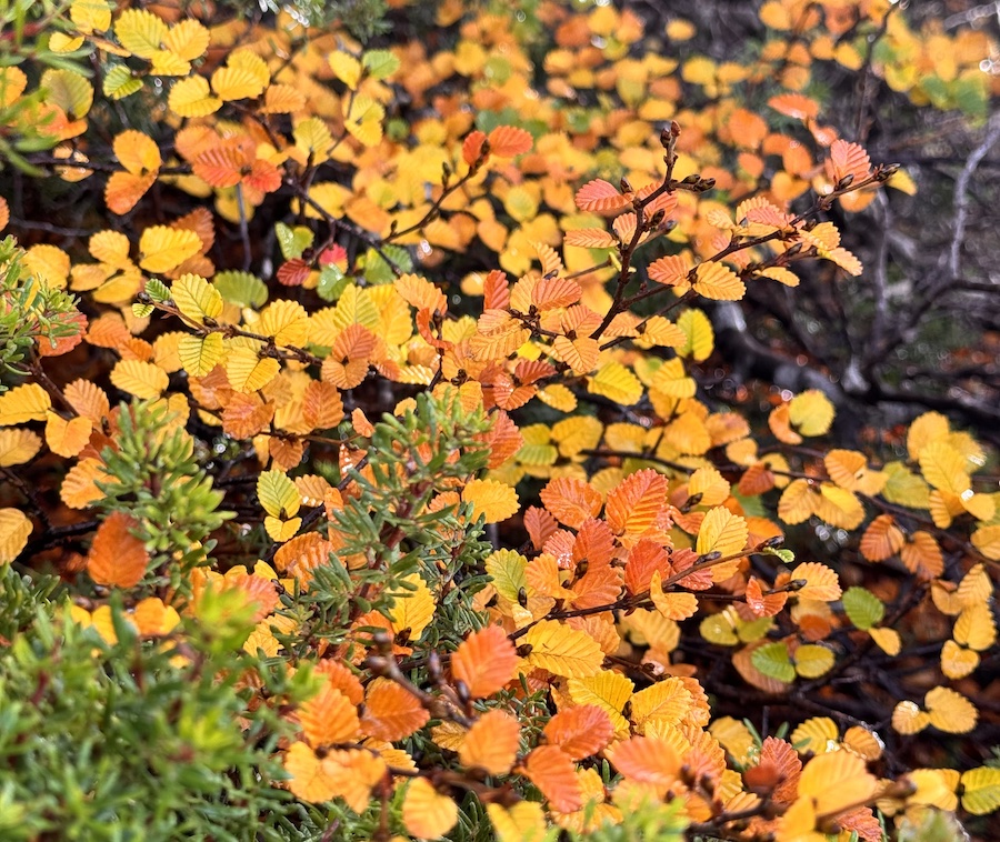 Turning of the Fagus