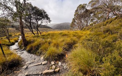 Tasmania Travel Guide – Trails, Tips & Insider Advice | Tasmania Trails 2 The Unforgettable Overland Track Tasmania: An Easy Planning Guide (2026)