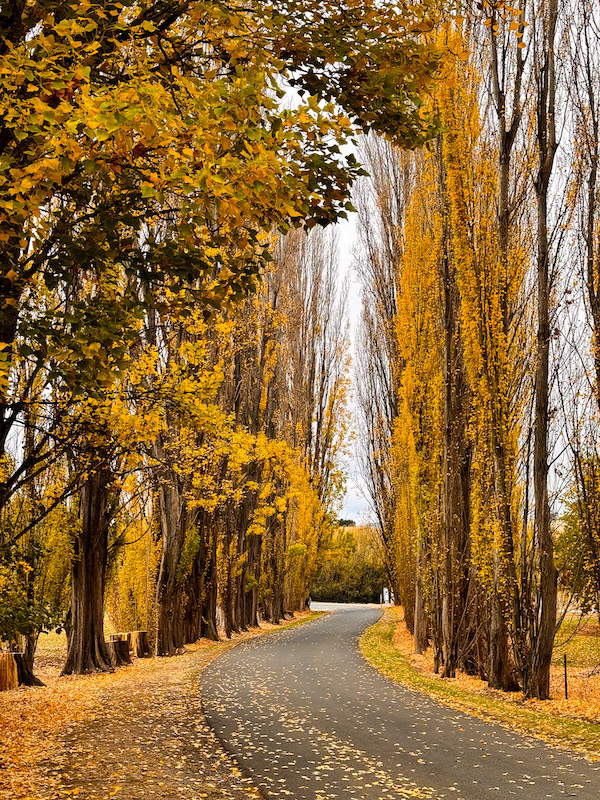Mt Field National Park Tasmania 2026: Epic Russell Falls, Walks & How to Make the Most of Your Visit 4 Derwent Valley Tasmania — approaching Mt Field National Park on the Gordon River Road