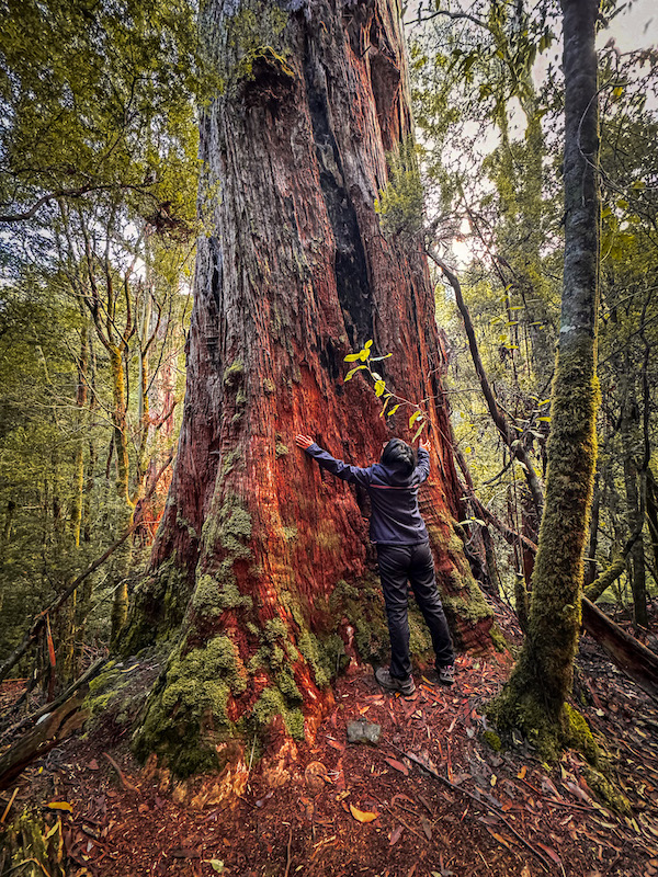 Mt Field National Park Tasmania 2026: Epic Russell Falls, Walks & How to Make the Most of Your Visit 2 Mt Field National Park Tasmania — entrance and ancient rainforest